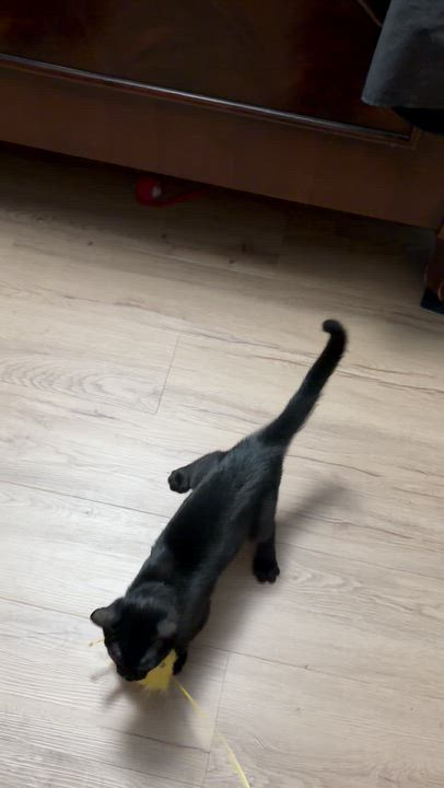 Enlarge Bella, a Adoptable Domestic Short Hair in Kew Gardens, NY video 3/4