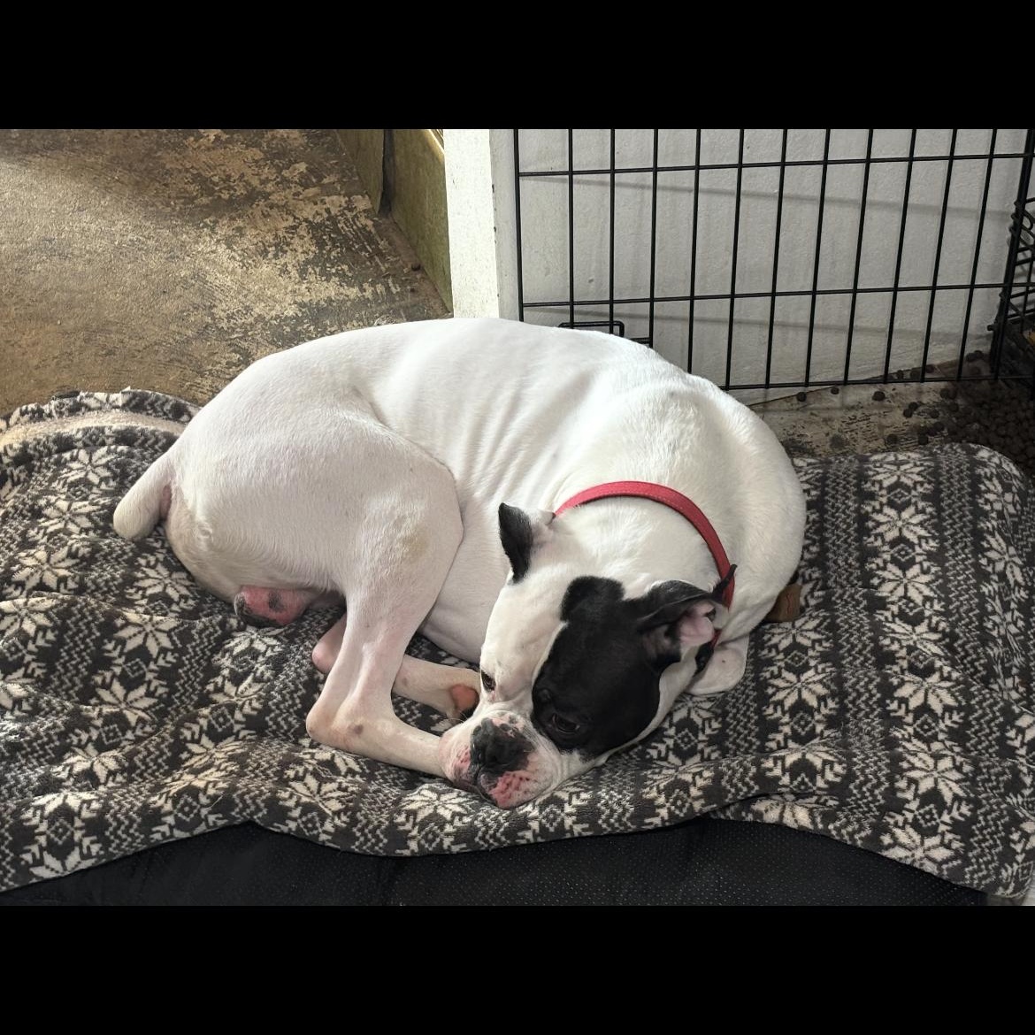 Cody, an adopted Boxer in Philadelphia, PA image 5/6