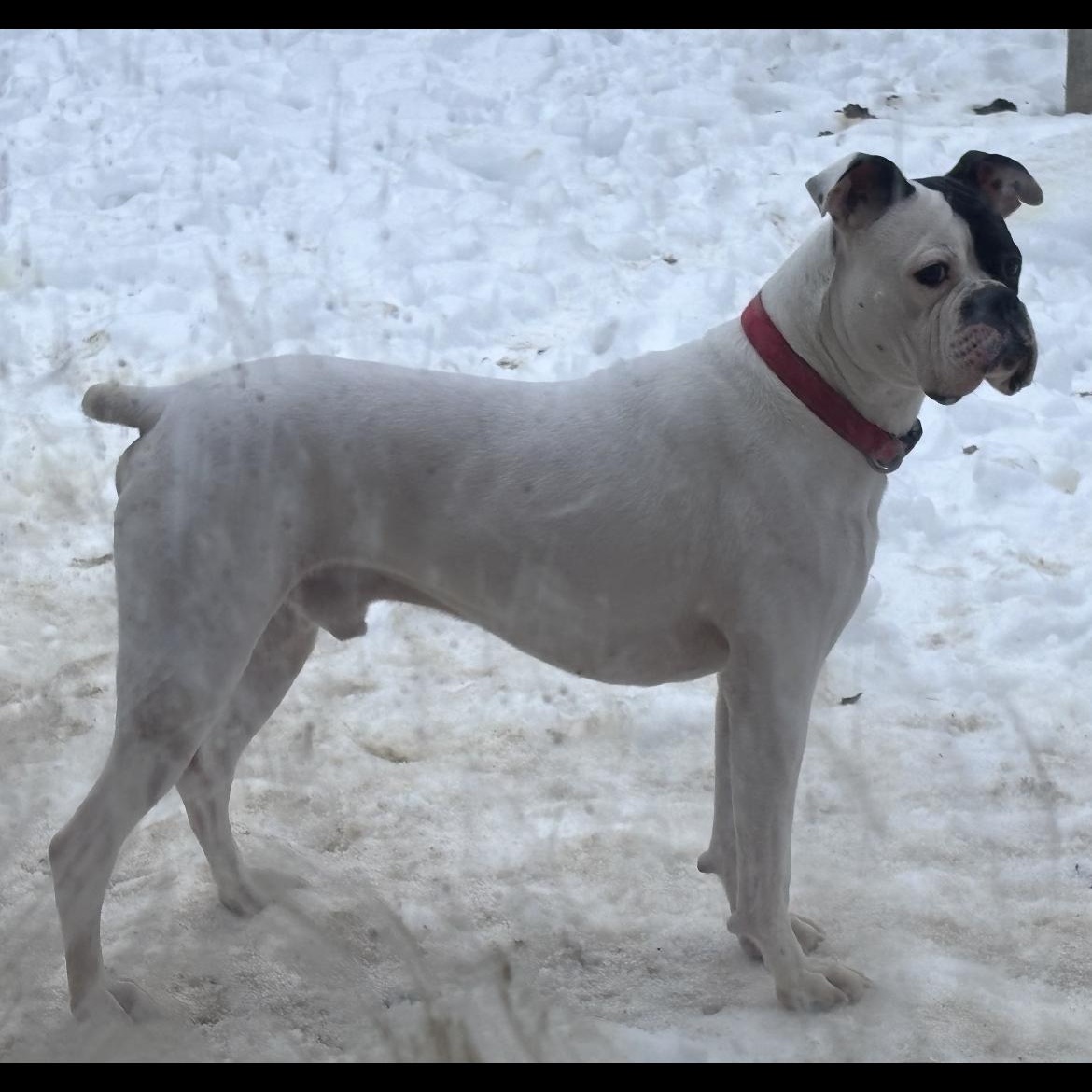 Cody, an adopted Boxer in Philadelphia, PA image 1/6