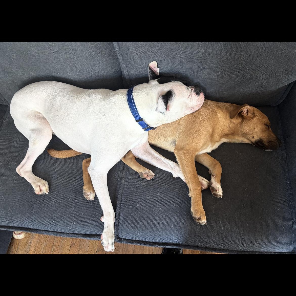 Cody, an adopted Boxer in Philadelphia, PA image 4/6