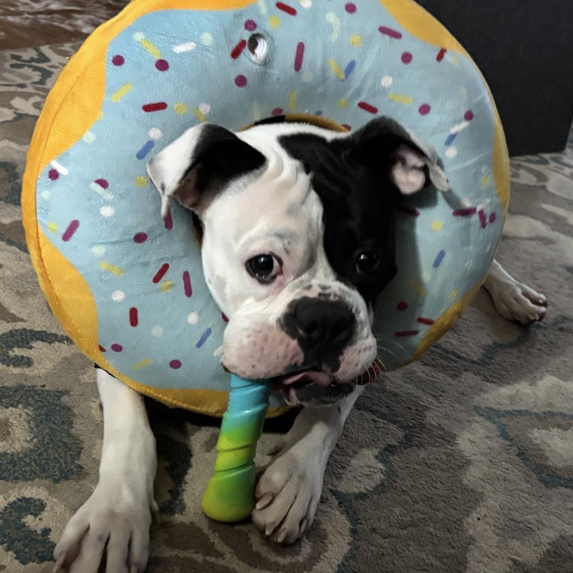 Cody, an adopted Boxer in Philadelphia, PA image 3/6