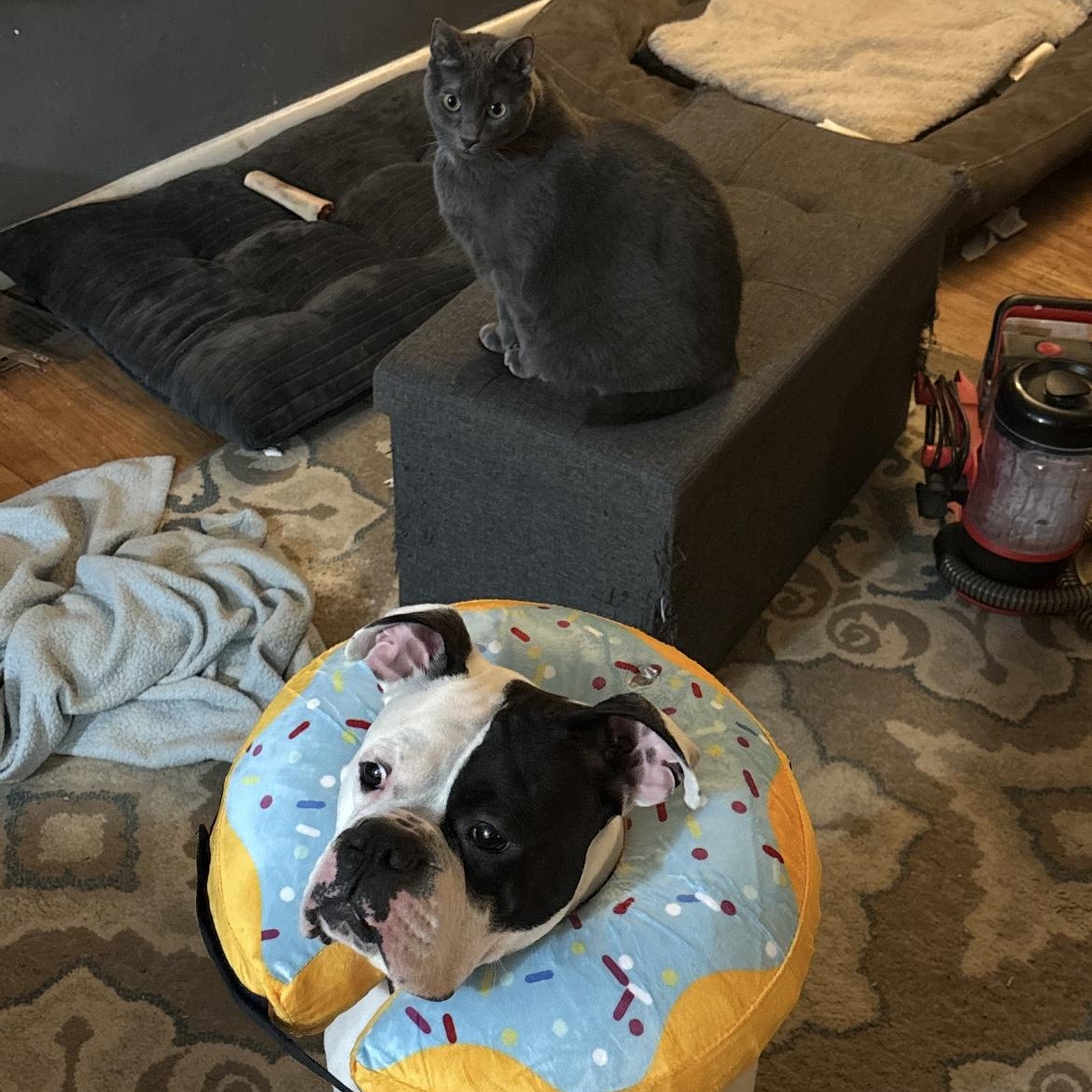 Cody, an adopted Boxer in Philadelphia, PA image 6/6