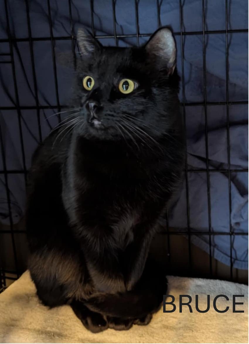 Enlarge Bruce, a Adopted Domestic Short Hair in Shawnigan Lake, BC image 1/1