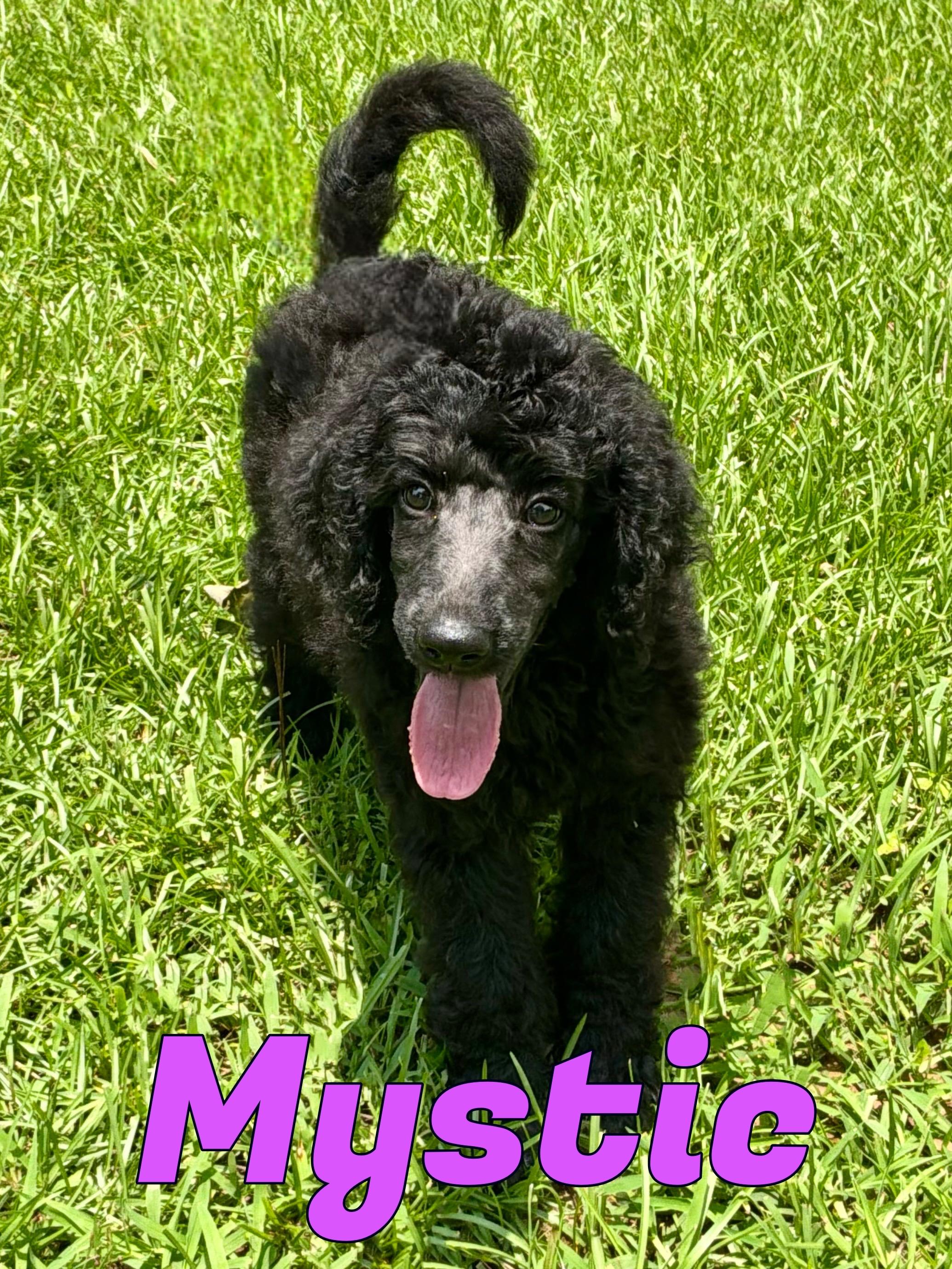 Mystique in Texarkana TX, ADOPTABLE, Puppy Female Standard Poodle.