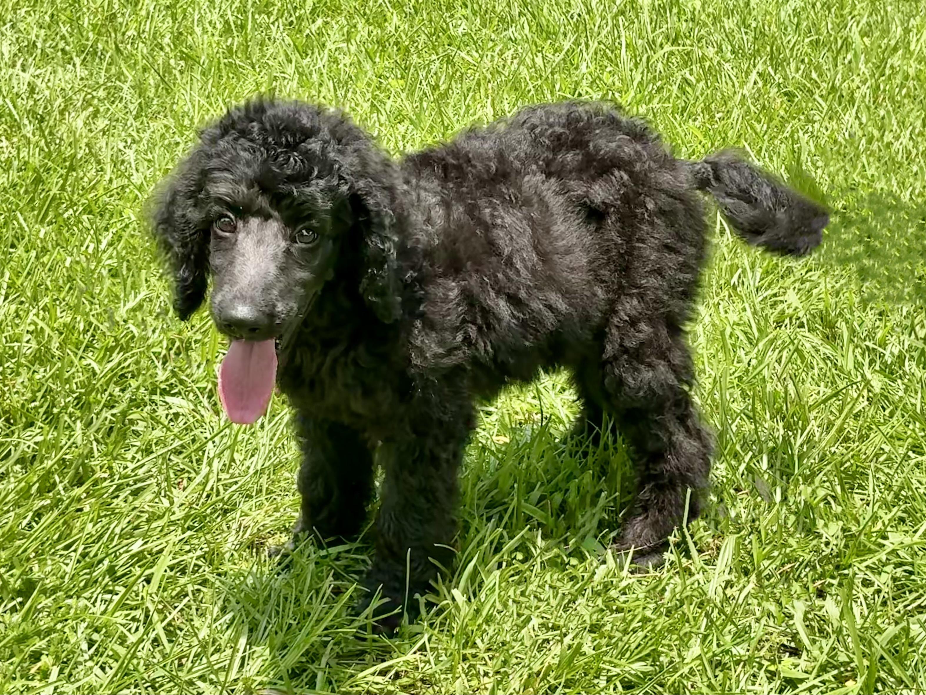 Enlarge Mystique in Texarkana TX, a ADOPTABLE Standard Poodle in Texarkana, TX image 2/6