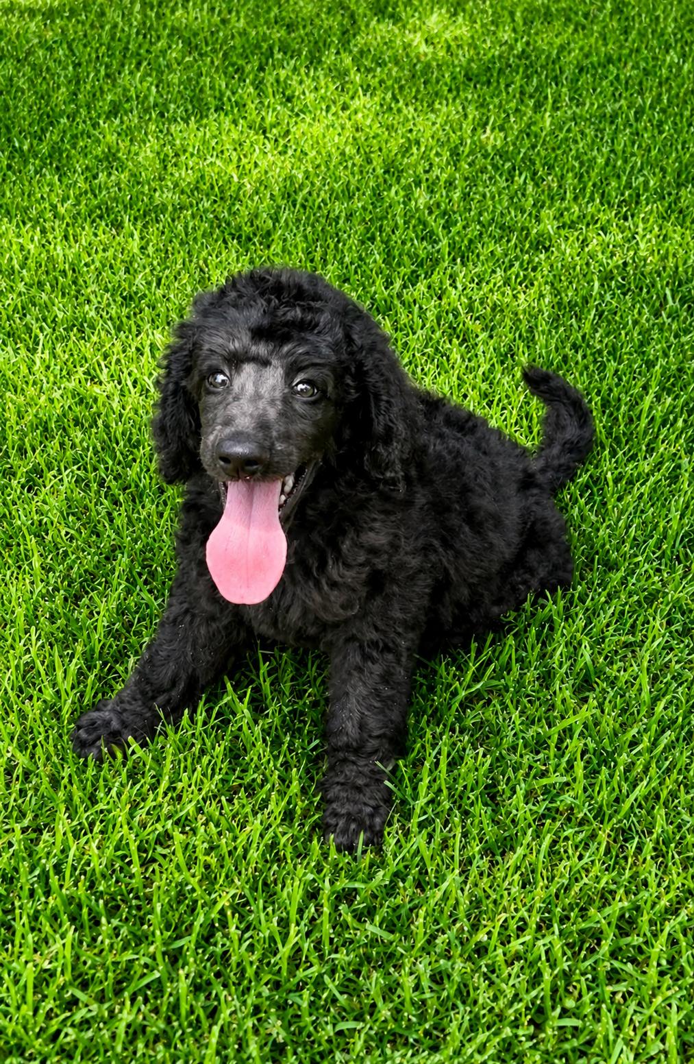 Enlarge Mystique in Texarkana TX, a ADOPTABLE Standard Poodle in Texarkana, TX image 3/6