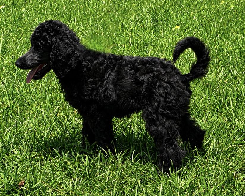 Enlarge Mystique in Texarkana TX, a ADOPTABLE Standard Poodle in Texarkana, TX image 4/6