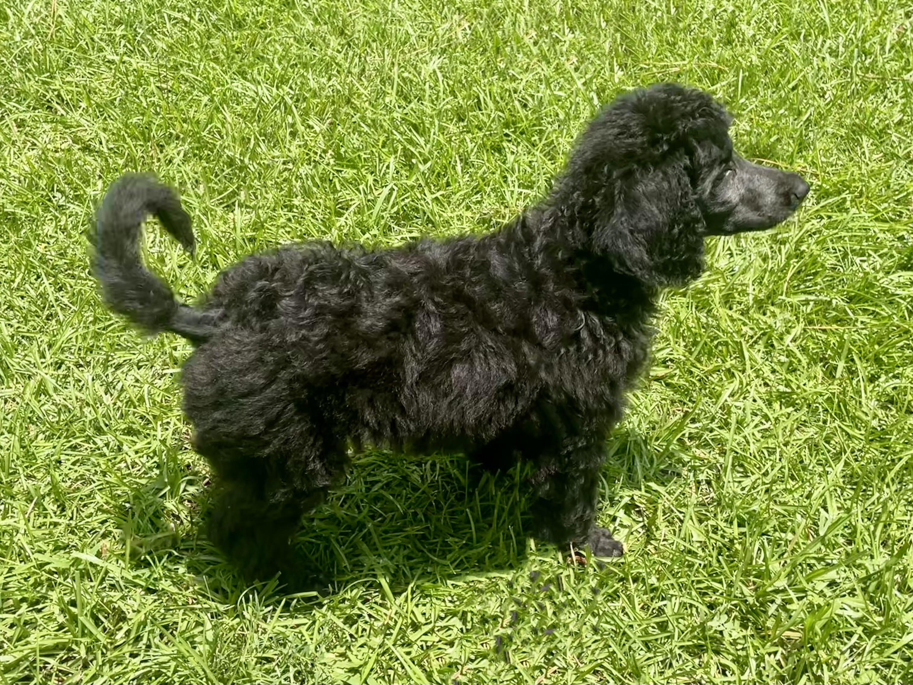 Enlarge Mystique in Texarkana TX, a ADOPTABLE Standard Poodle in Texarkana, TX image 6/6