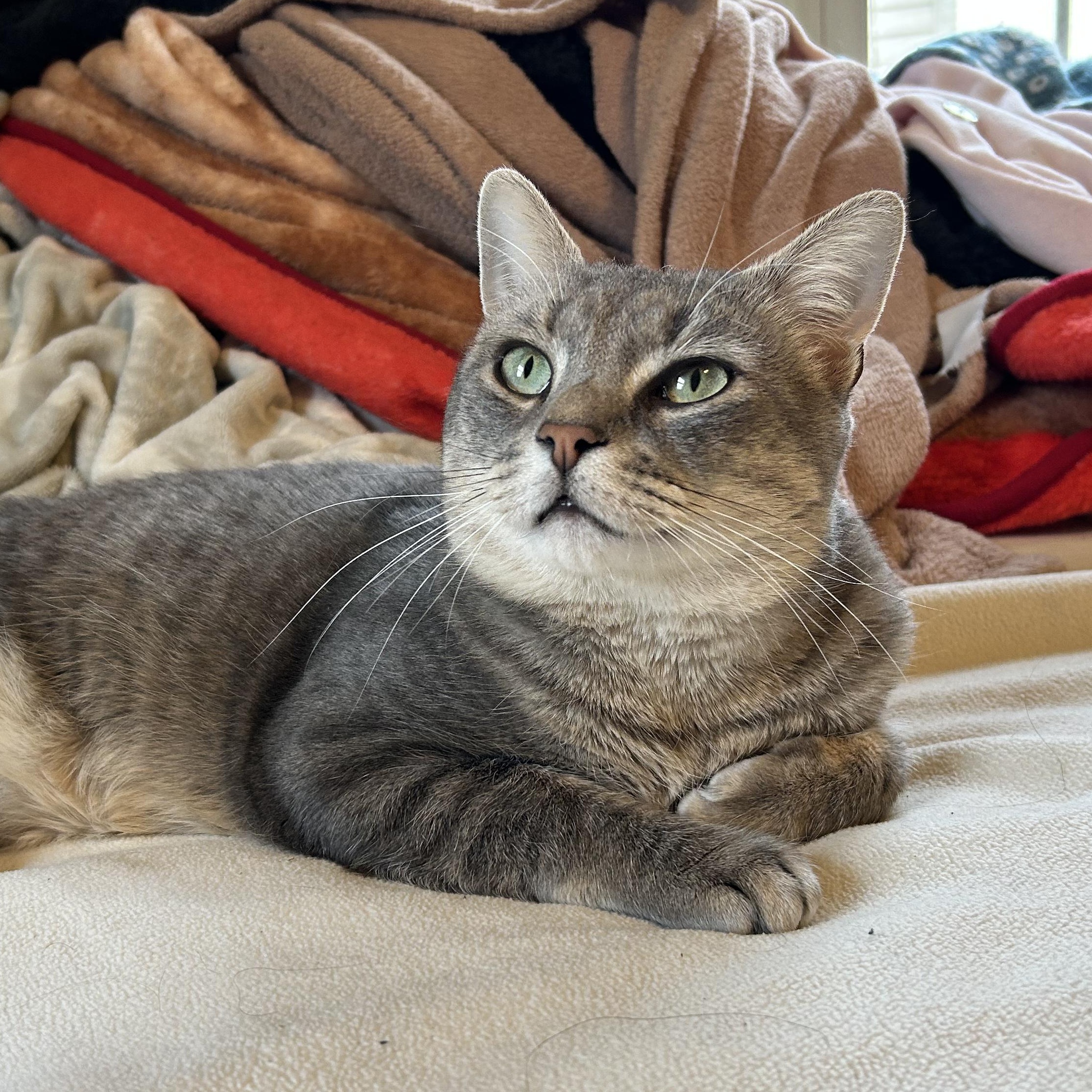 Winston, adopted, Young Male Domestic Short Hair.