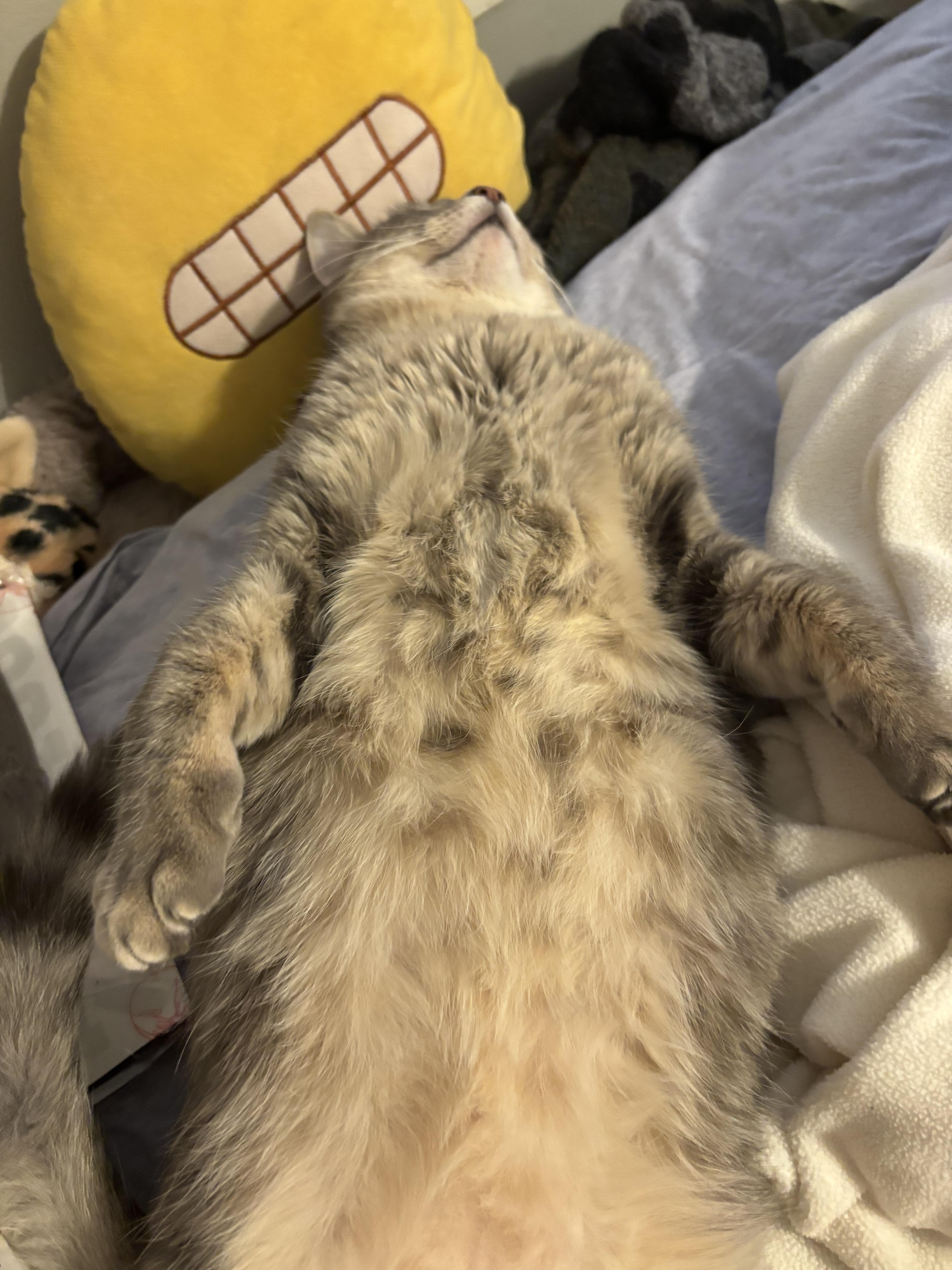 Enlarge Winston, an adopted Domestic Short Hair in Baltimore, MD image 3/4