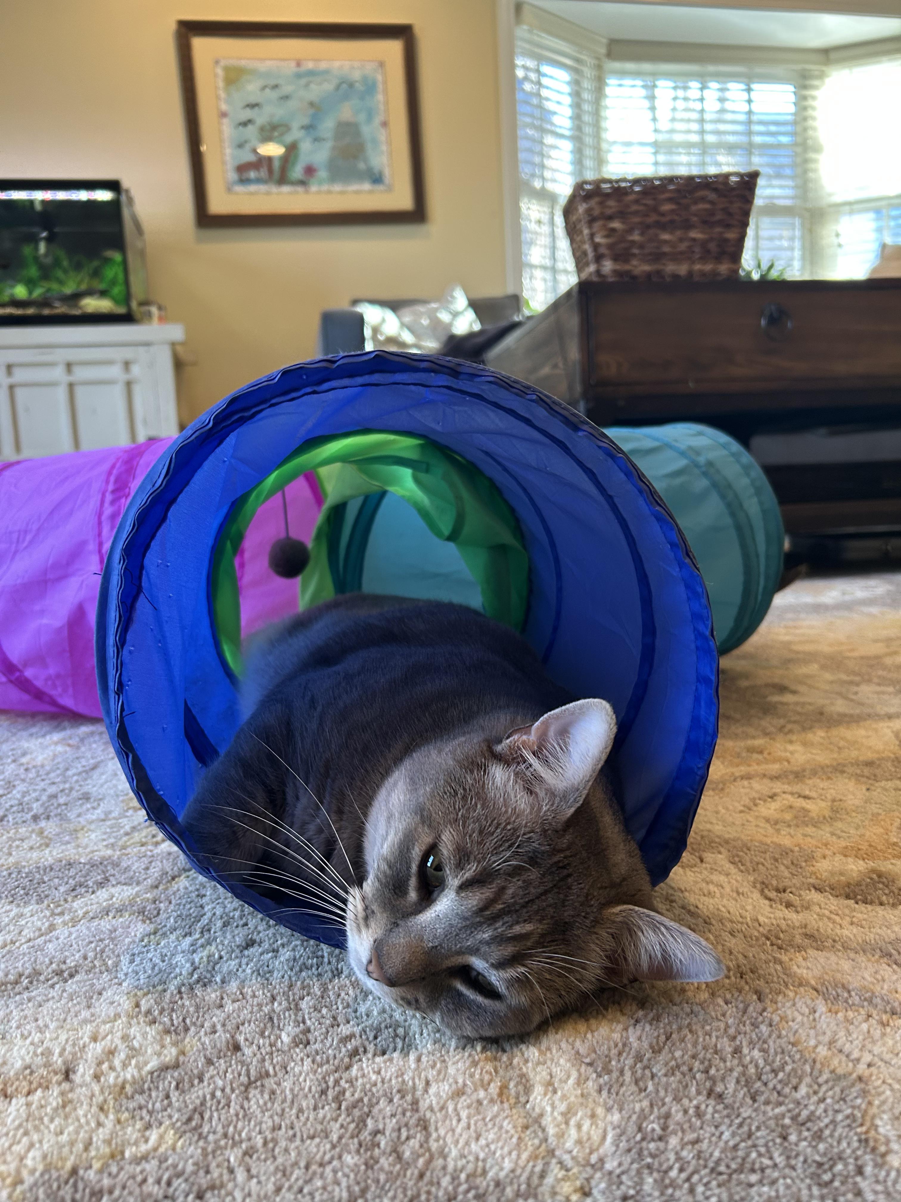 Enlarge Winston, an adopted Domestic Short Hair in Baltimore, MD image 2/4