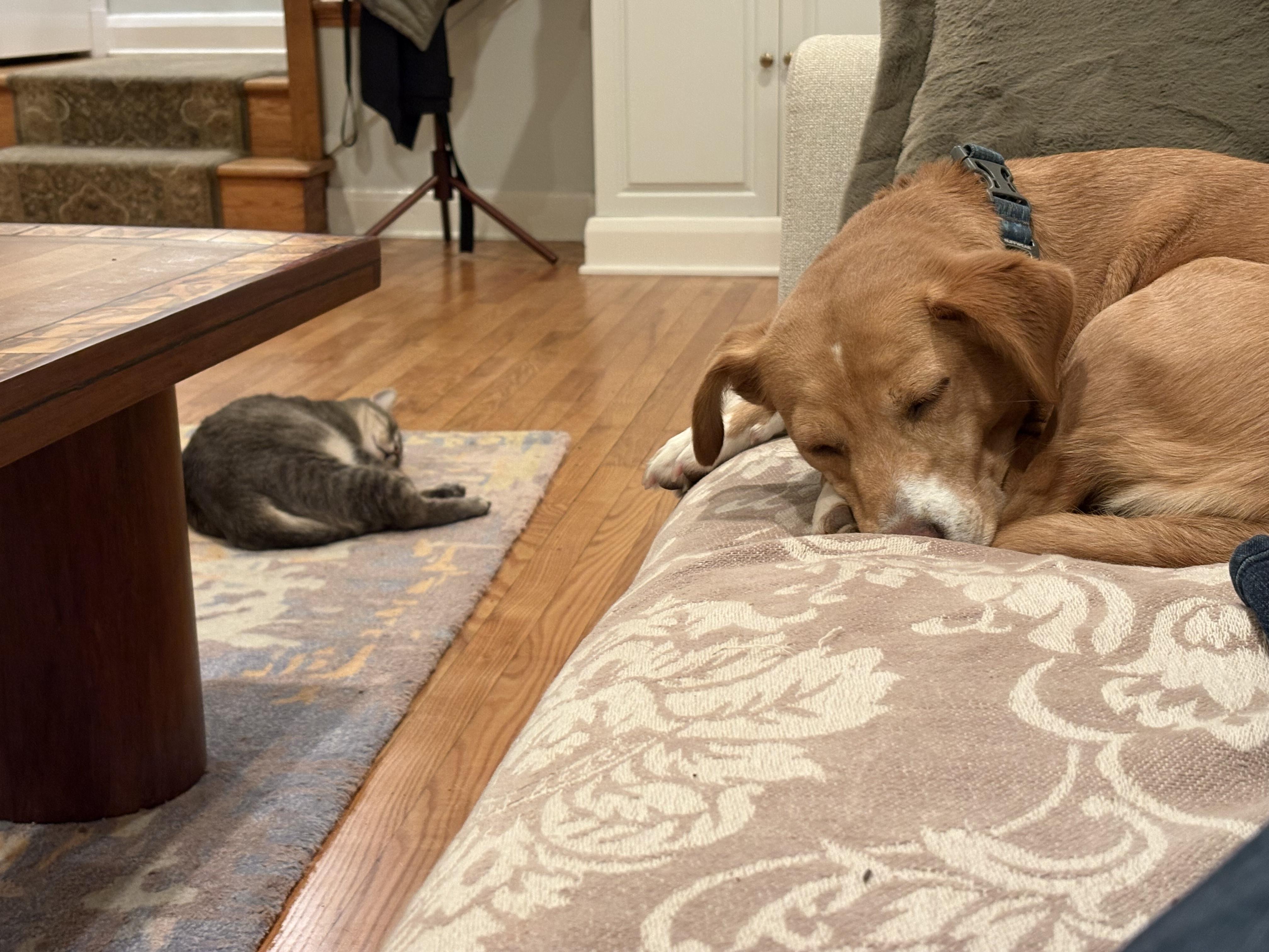 Enlarge Winston, an adopted Domestic Short Hair in Baltimore, MD image 4/4