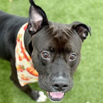 Hot Rod, a Adoptable mixed breed in Largo, FL image 1/2