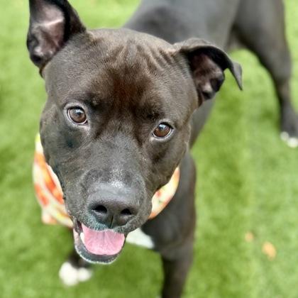 Hot Rod, Adoptable, Adult Male Terrier & Mixed Breed.