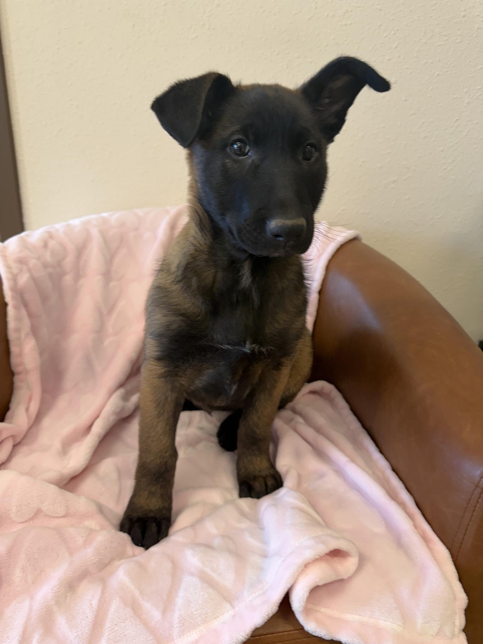 Bria, adopted, Puppy Female Belgian Shepherd / Malinois.