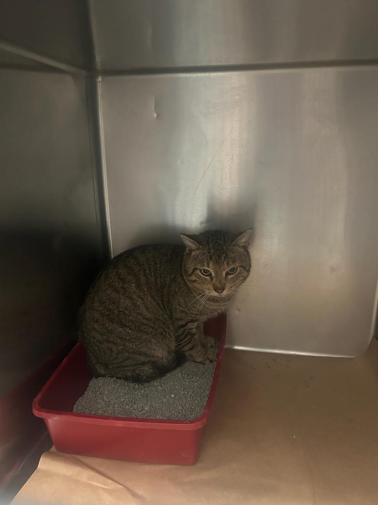 Cletus, Adoptable, Young Male Domestic Short Hair.