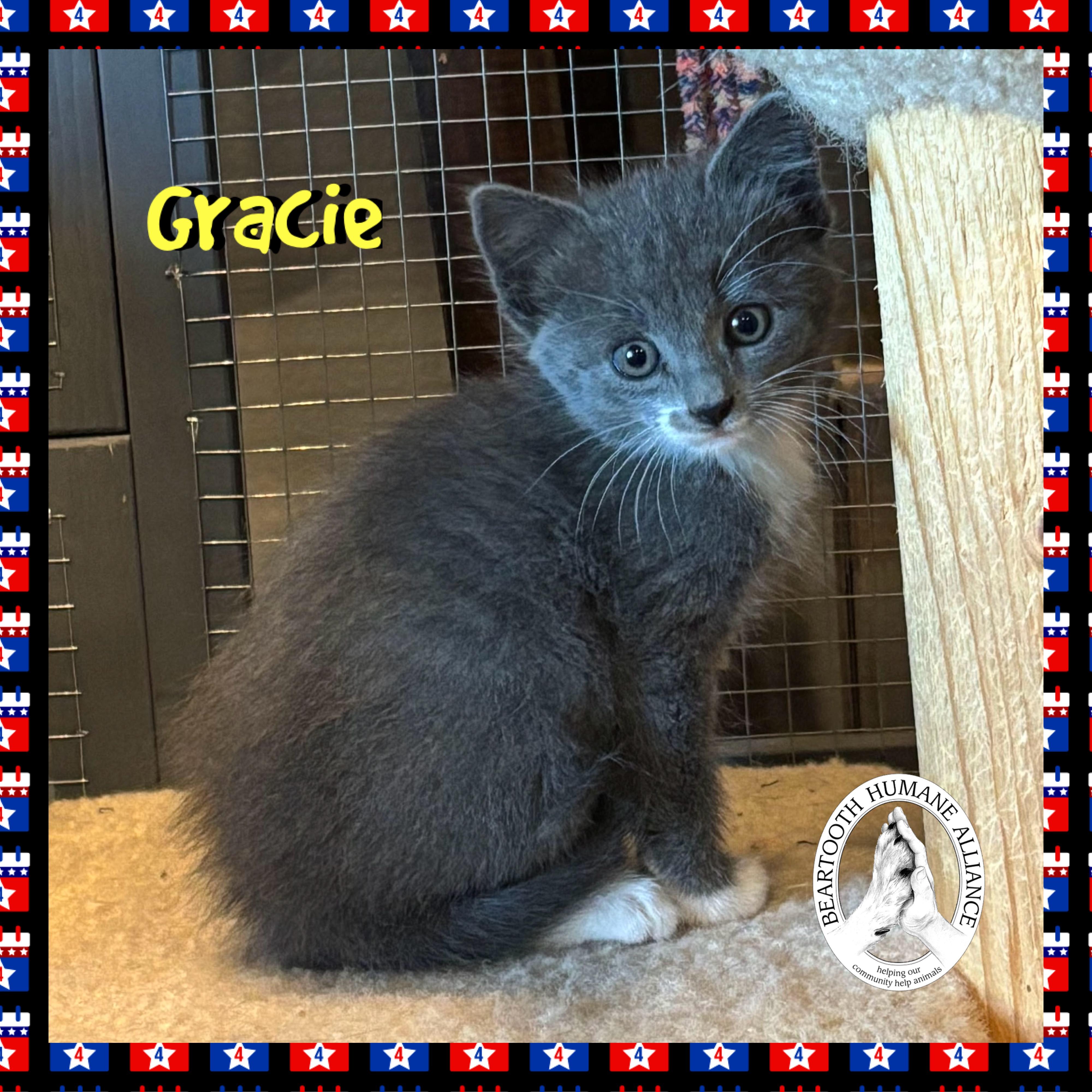 Gracie, Baby Female Domestic Medium Hair