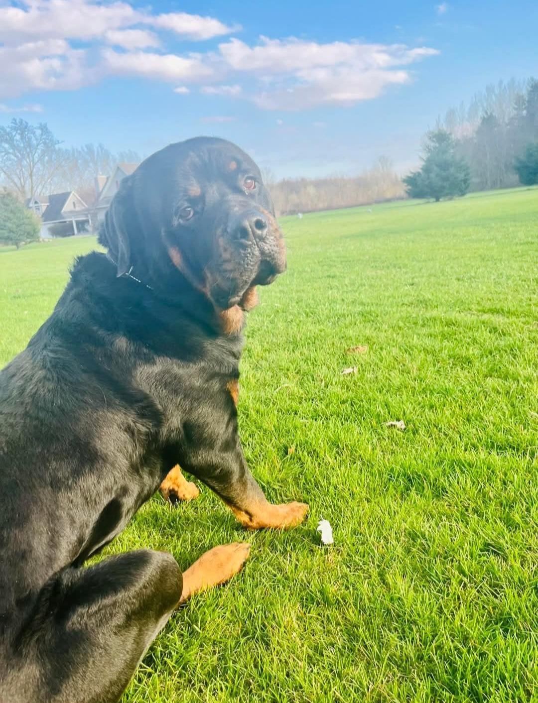 Enlarge Aries, a ADOPTABLE Rottweiler in Davison, MI image 2/5
