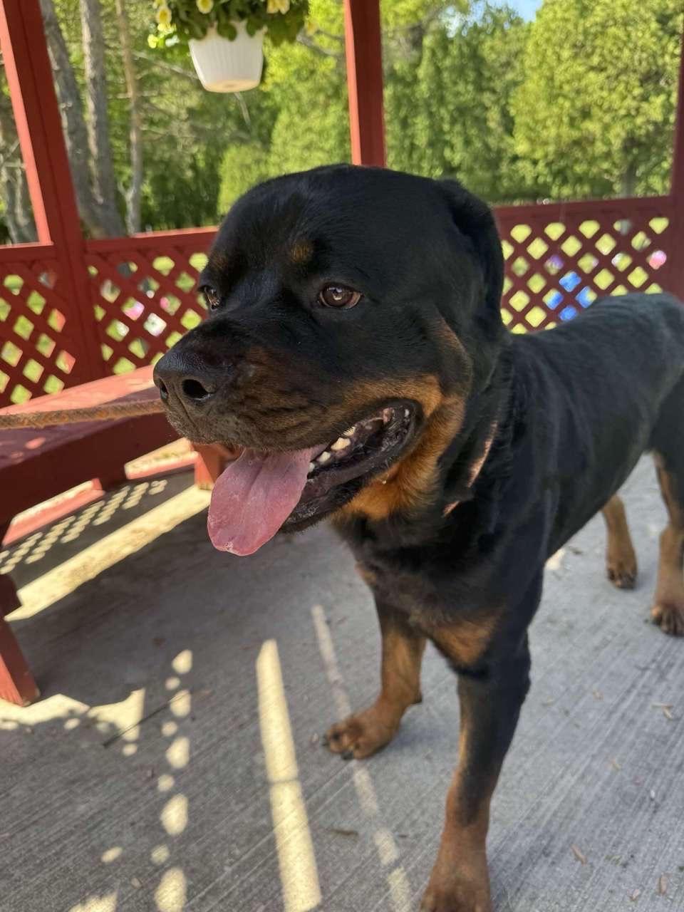 Enlarge Aries, a ADOPTABLE Rottweiler in Davison, MI image 3/5