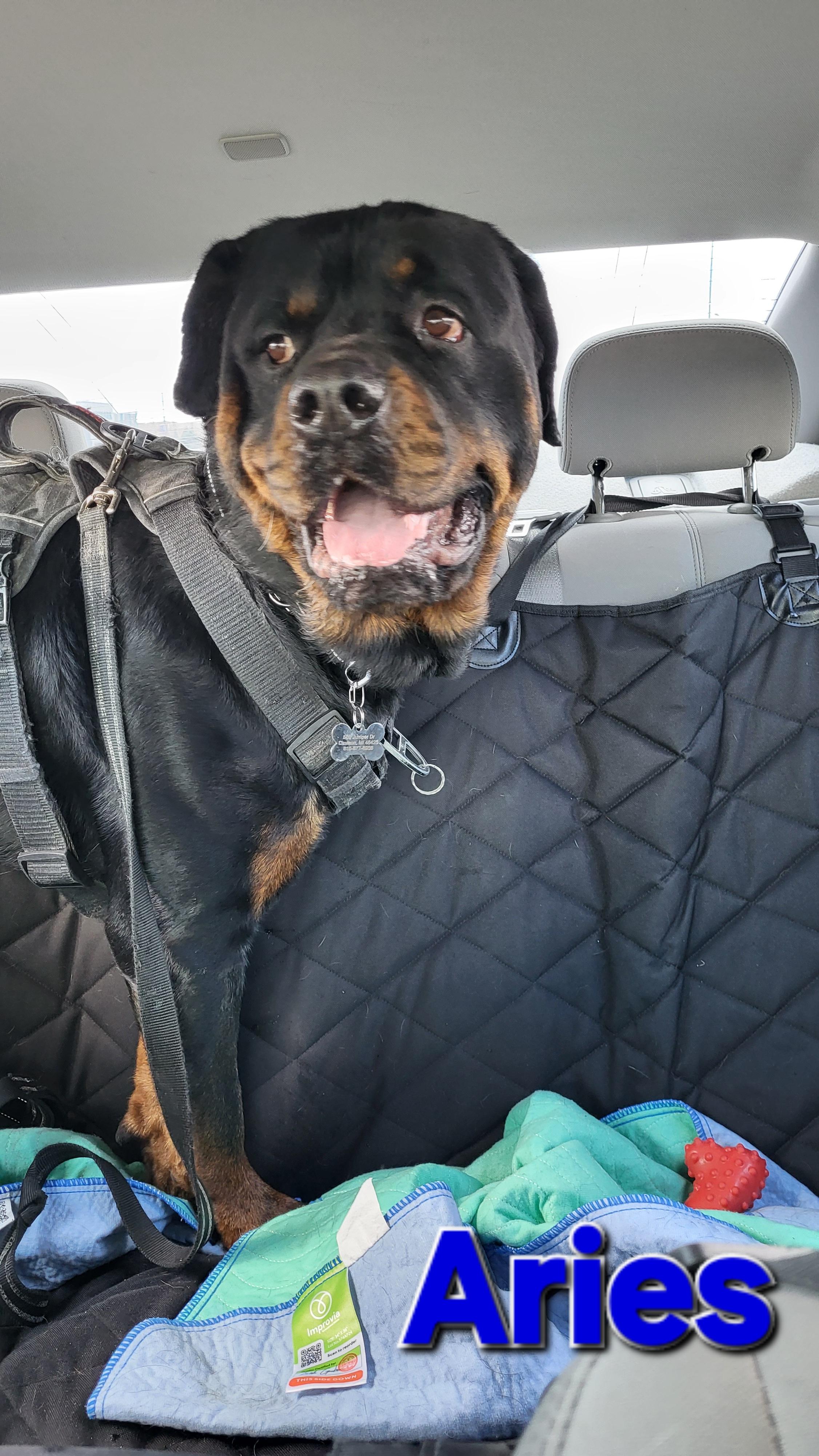 Enlarge Aries, a ADOPTABLE Rottweiler in Davison, MI image 4/5