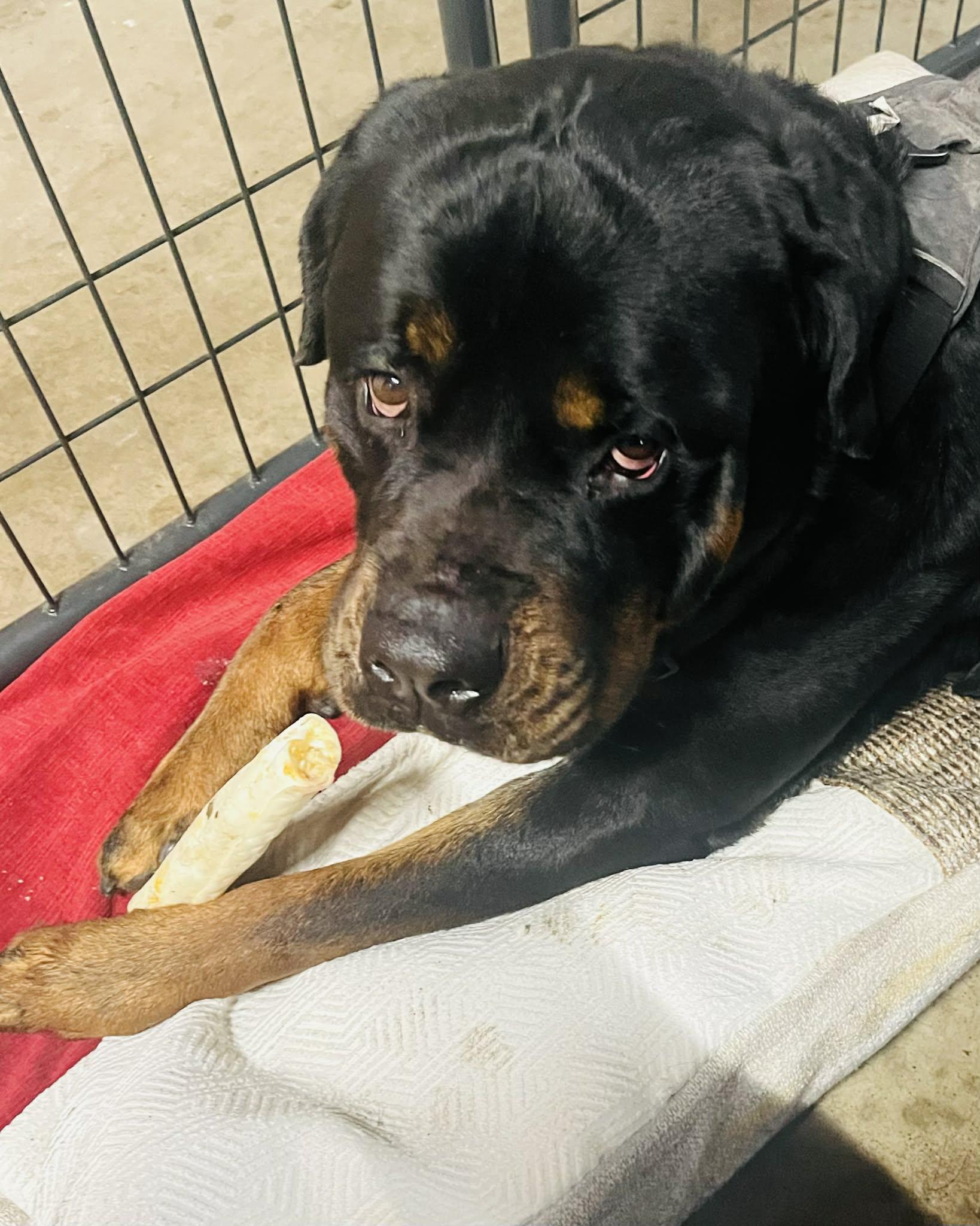 Enlarge Aries, a ADOPTABLE Rottweiler in Davison, MI image 1/5