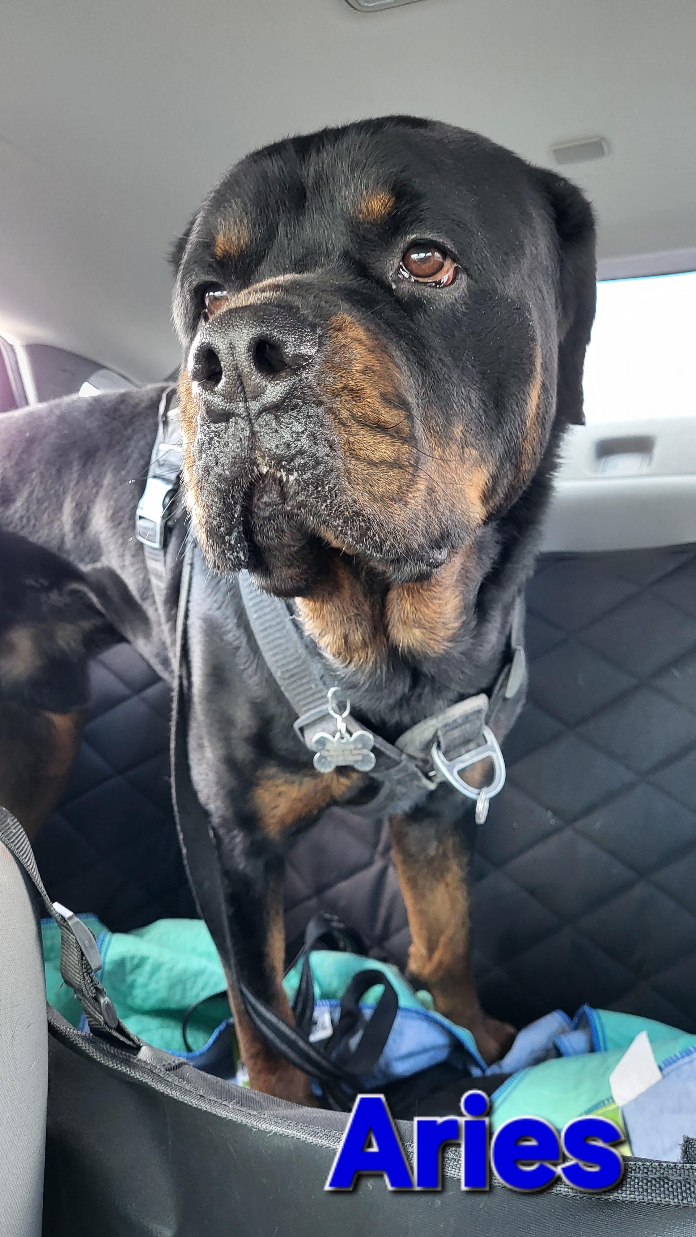 Enlarge Aries, a ADOPTABLE Rottweiler in Davison, MI image 5/5
