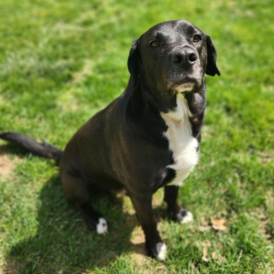 Enlarge Buddy, a Adoptable mixed breed in Stanley, VA image 3/4