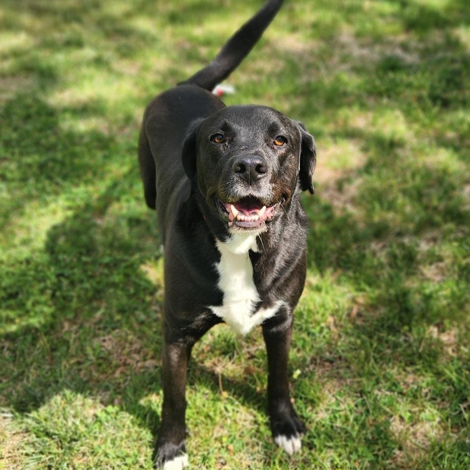 Enlarge Buddy, a Adoptable mixed breed in Stanley, VA image 4/4