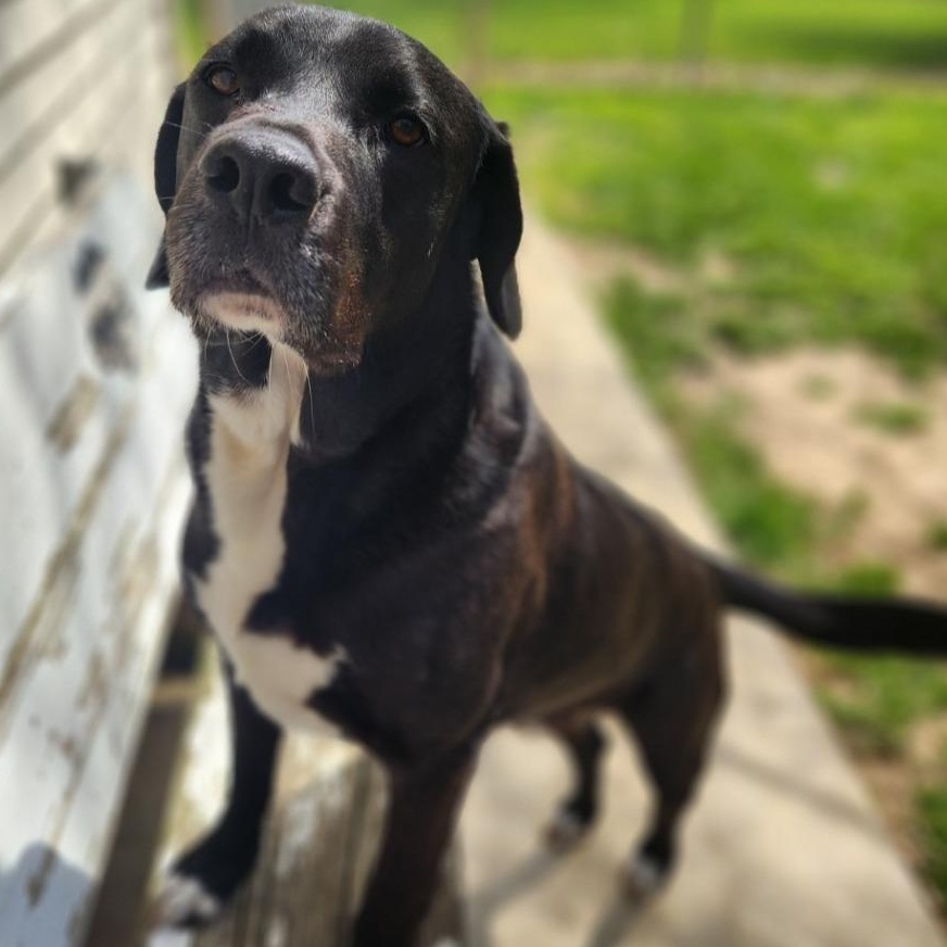 Enlarge Buddy, a Adoptable mixed breed in Stanley, VA image 2/4