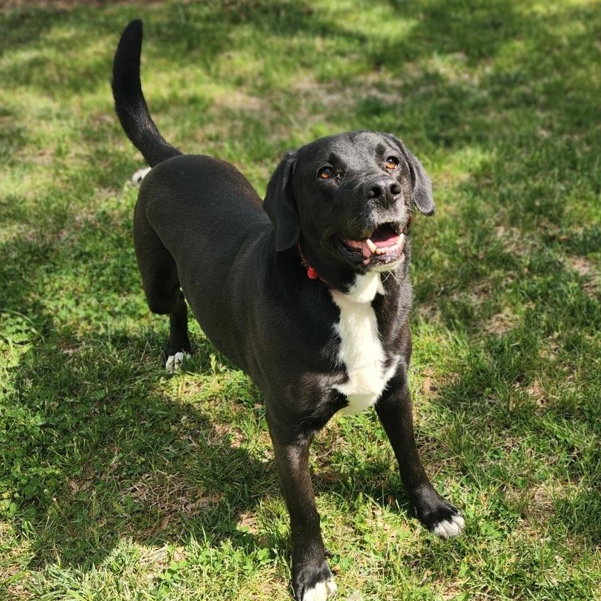 Enlarge Buddy, a Adoptable mixed breed in Stanley, VA image 1/4