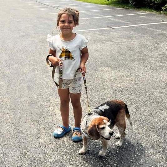 Blue, a Adoptable Beagle in London, OH image 5/6