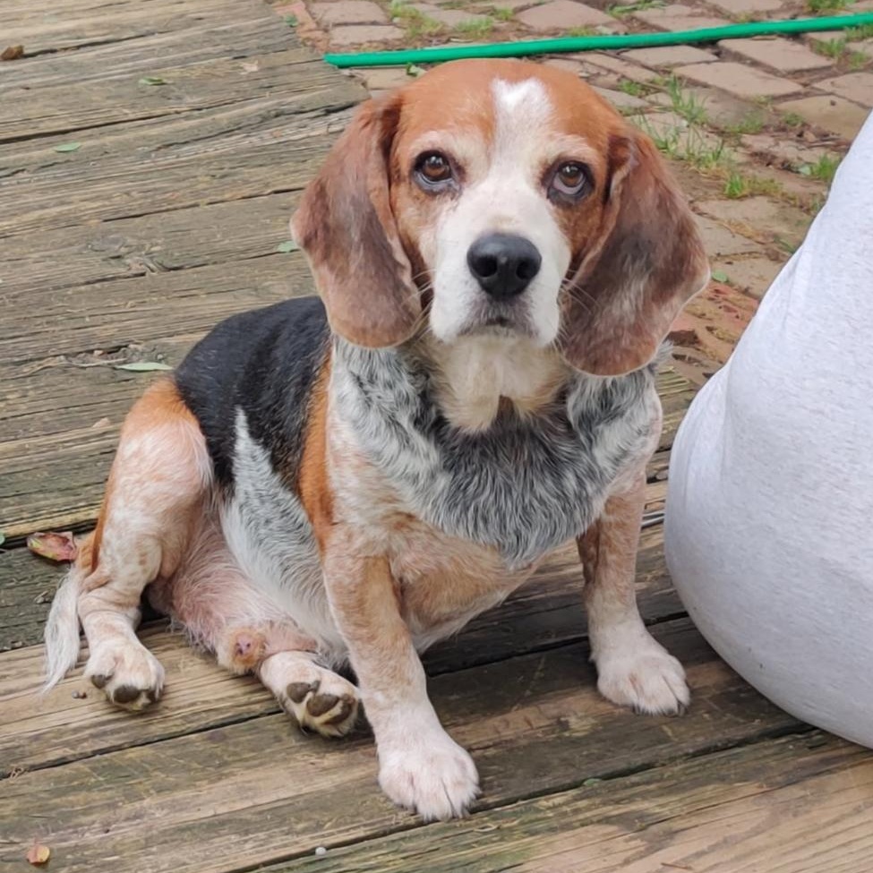 Blue, a Adoptable Beagle in London, OH image 6/6