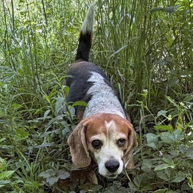 Blue, a Adoptable Beagle in London, OH image 3/6