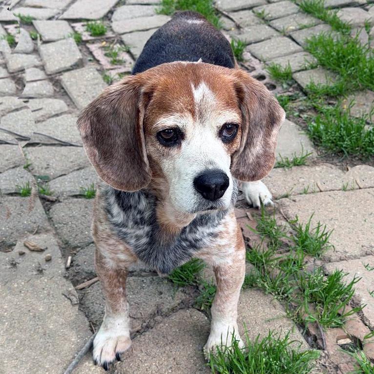 Blue, Adoptable, Senior Male Beagle.