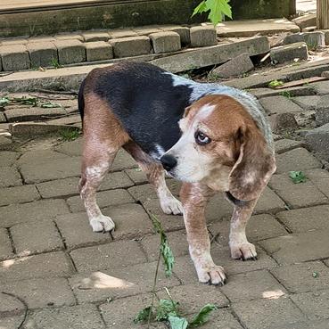 Blue, a Adoptable Beagle in London, OH image 2/6