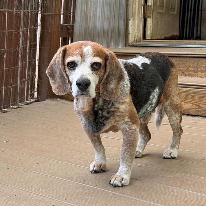 Blue, a Adoptable Beagle in London, OH image 4/6