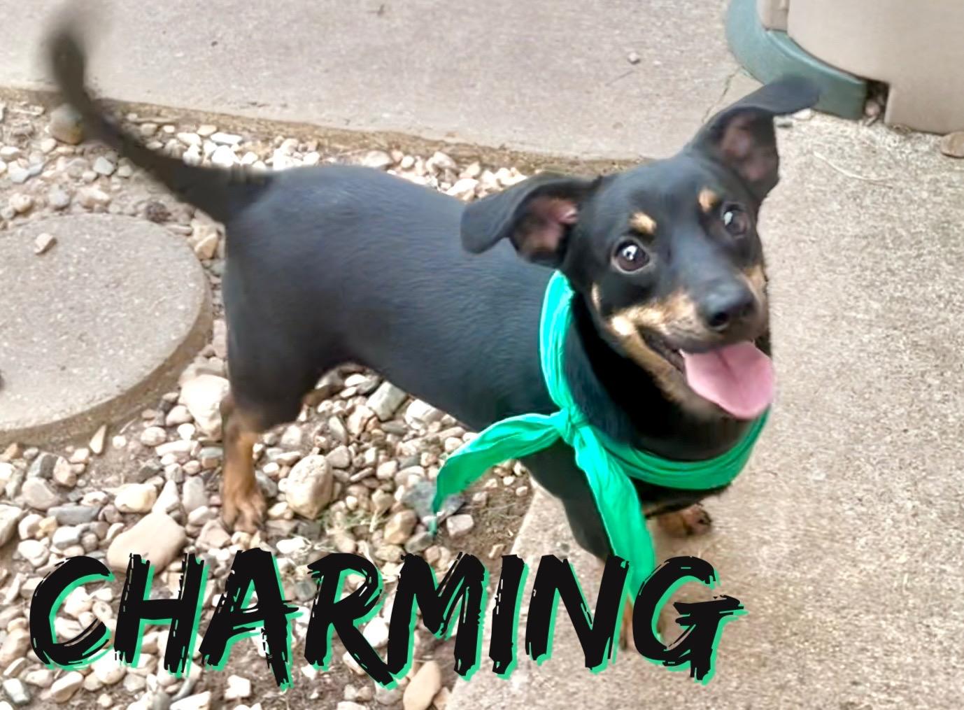 Charming in Texarkana TX
