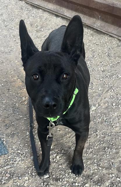 LUCKY — thumbnail 2