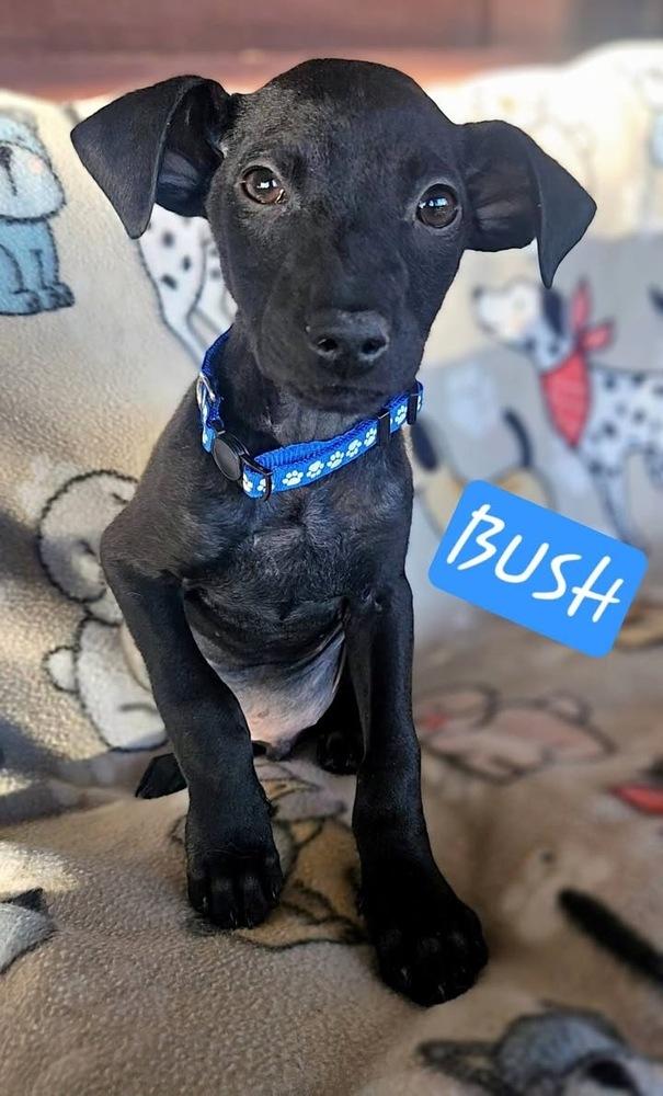 Bush, a Adoptable mixed breed in Colorado Springs, CO image 2/4