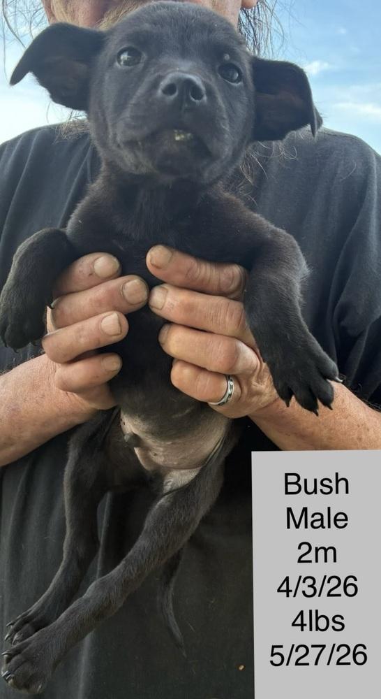 Bush, a Adoptable mixed breed in Colorado Springs, CO image 3/4
