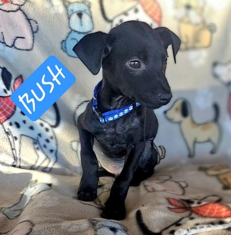 Bush, a Adoptable mixed breed in Colorado Springs, CO image 4/4
