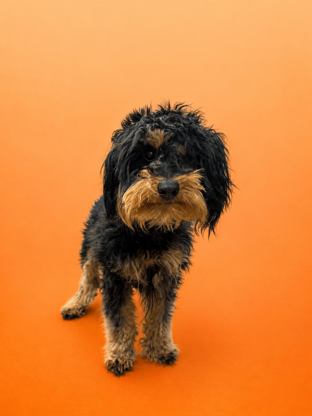 Enlarge Coco #0128, a ADOPTABLE mixed breed in Waldorf, MD image 1/1