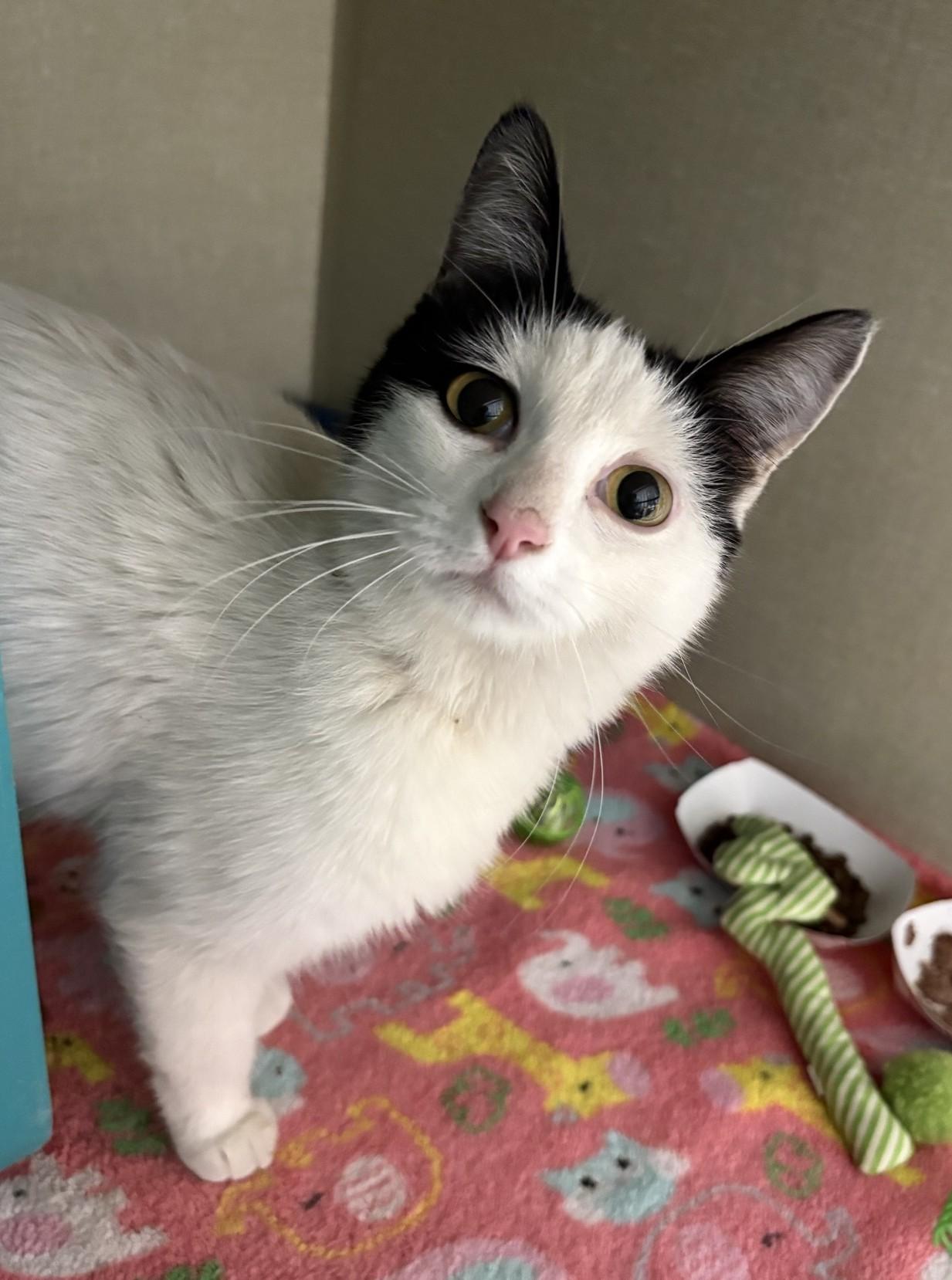 Enlarge Banana Slamanabam, a Adoptable Domestic Medium Hair in Billings, MT image 1/1