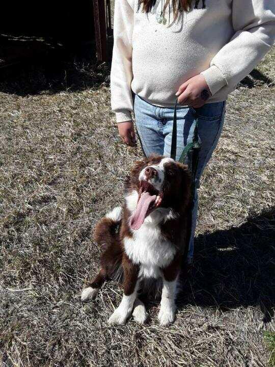 Enlarge Bear, an adopted mixed breed in Polson, MT image 2/4
