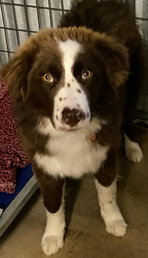 Enlarge Bear, an adopted mixed breed in Polson, MT image 4/4