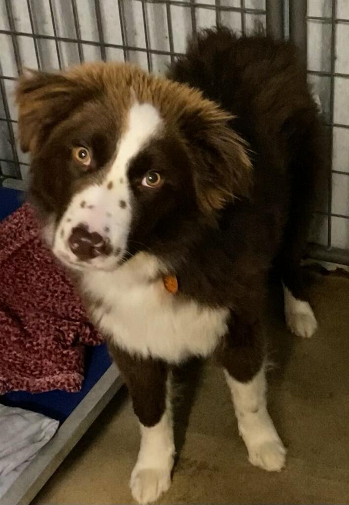 Enlarge Bear, an adopted mixed breed in Polson, MT image 1/4