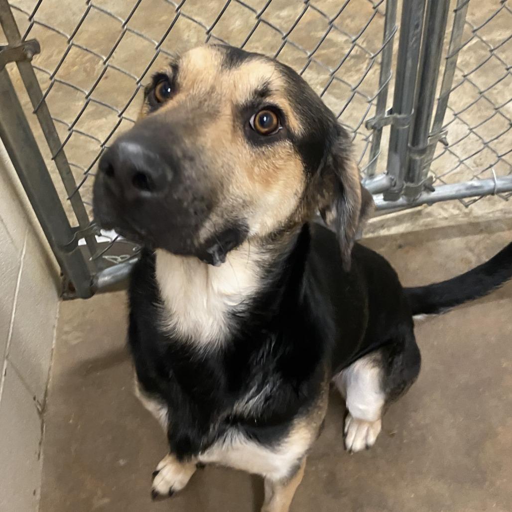 Enlarge Thunder, a Adoptable mixed breed in West Point, MS image 1/1