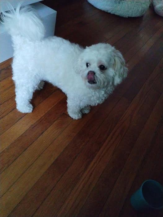 Angel, ADOPTABLE, Adult Female Shih poo.