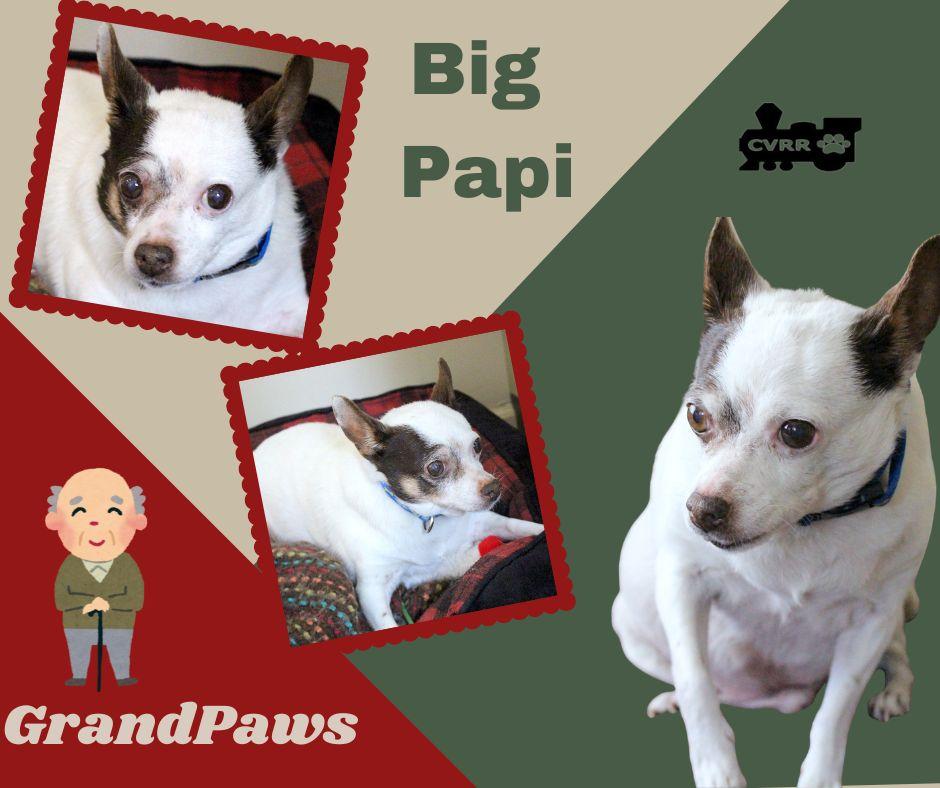 Enlarge Big Papi (GrandPaws), a Adoptable Rat Terrier in LINDSAY, CA image 1/1
