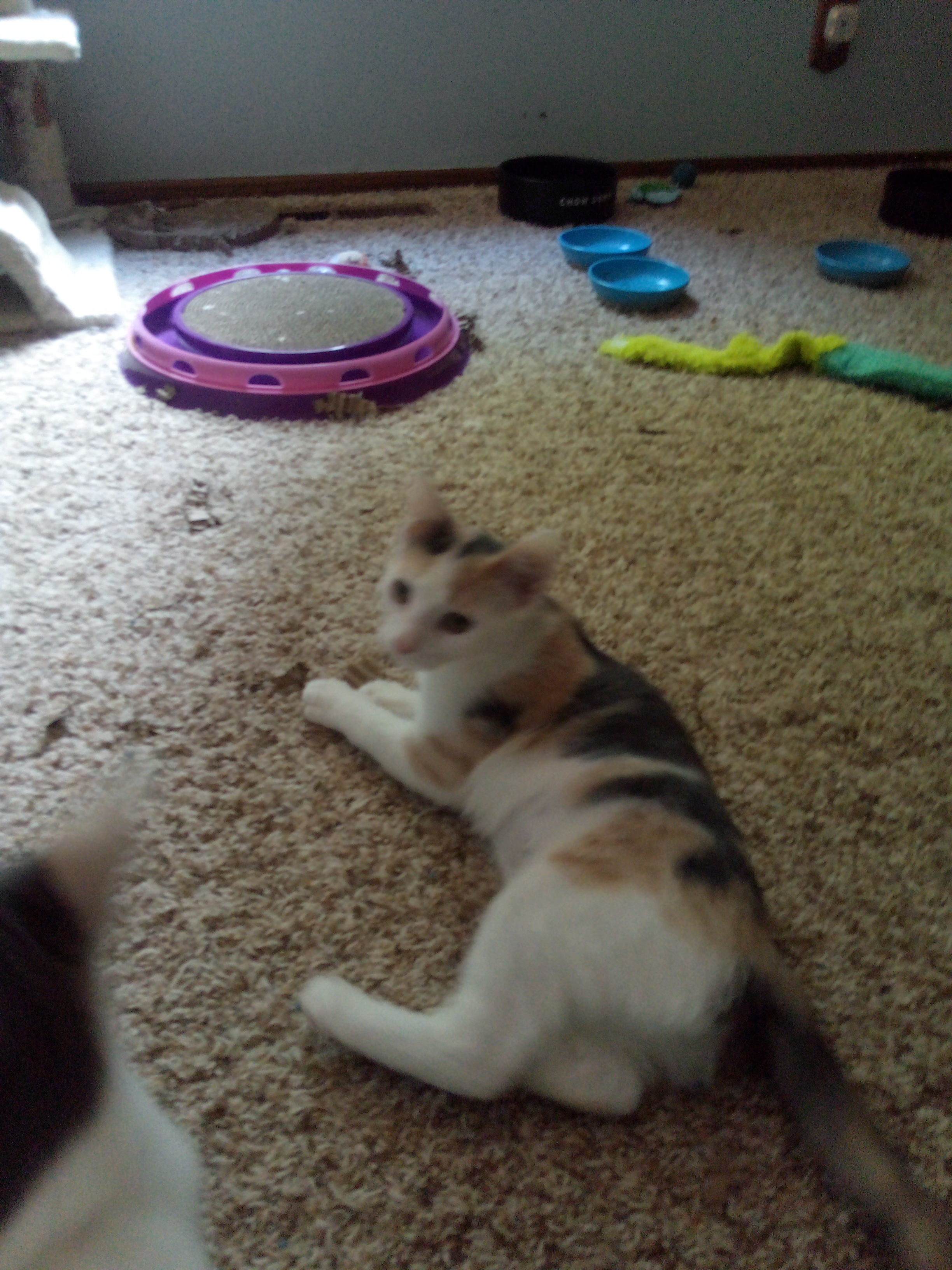 Enlarge Meg, a Adopted Calico in Mound, MN image 3/6